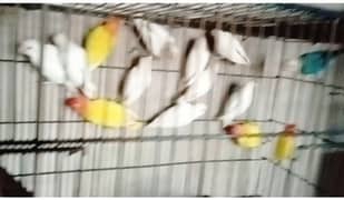 Albino  Splits/ exchange java finch