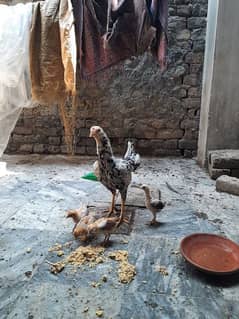 aseel hen with chicken for sale