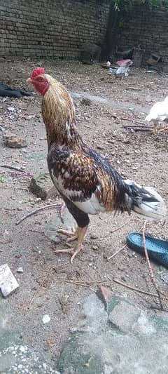 Aseel male with two aseel hens