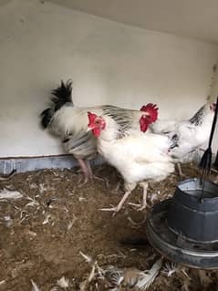 Light Sussex hens pair