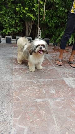 shih tzu puppies / Puppies / shitzu Dog / Dog for sale / shihtzu