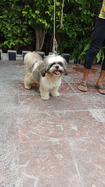 shih tzu puppies / Puppies / shitzu Dog / Dog for sale / shihtzu 0