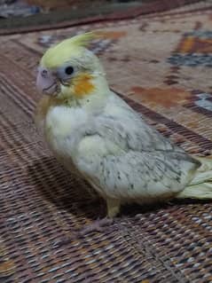 cocktail hand tame chick available for sale