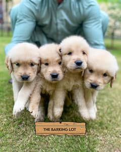 Golden Retriever male / female puppies for sale