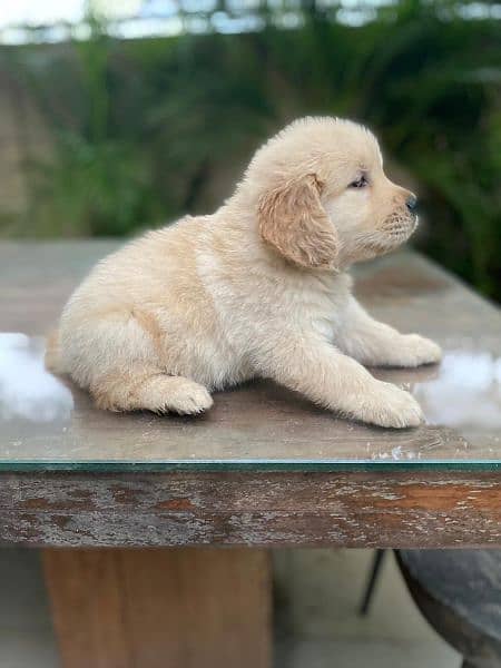 Golden Retriever male / female puppies for sale 1