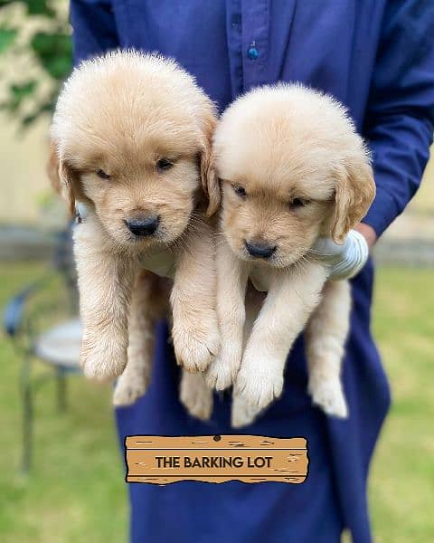 Golden Retriever male / female puppies for sale 2