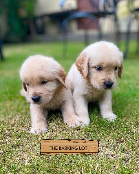 Golden Retriever male / female puppies for sale 3