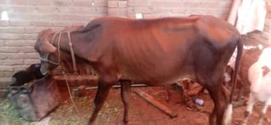 final rate of cow 150000 0