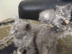 Persian kittens Male/Female for sale 0