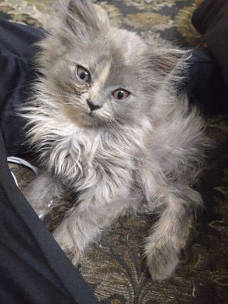 Persian kittens Male/Female for sale 2