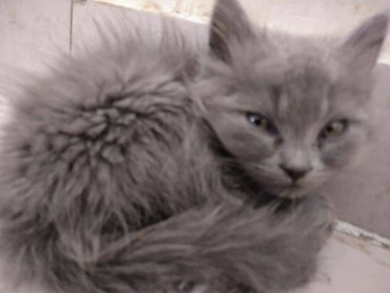 Persian kittens Male/Female for sale 3