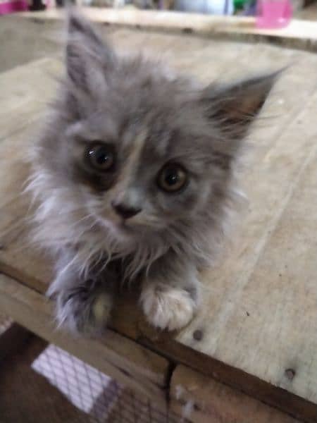 Persian kittens Male/Female for sale 4