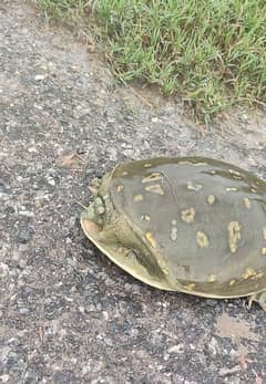 Indian Flapshell Turtule