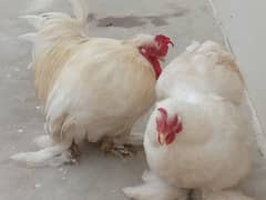 pure white bantam hen