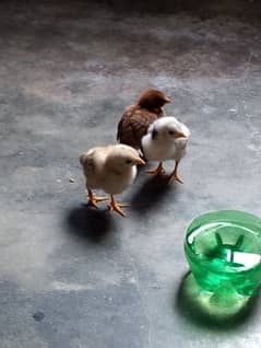 3 aseel chicks for sale