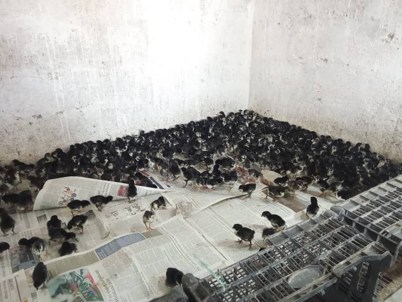 Australorp stater & Australorp day old chicks are available 4