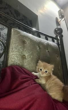 ginger persion female cat for sale