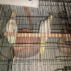 All Birds For Sale