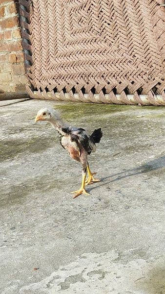 Pkoye chicks available 5