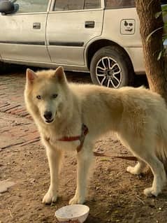 Heavy bone Siberian husky 5 dog shows winner