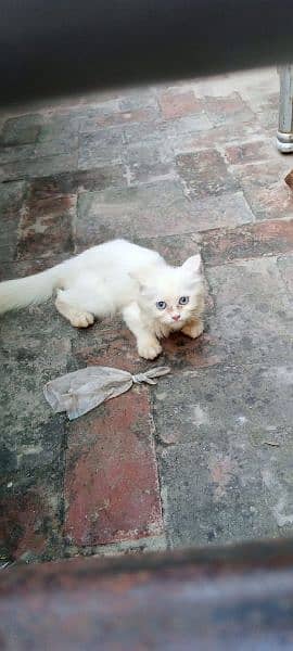 Beautiful White Cat 1