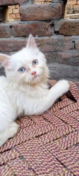 Beautiful White Cat 2