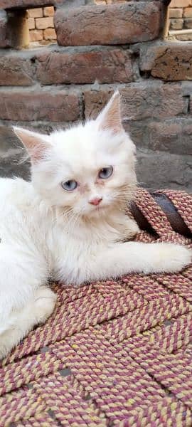 Beautiful White Cat 4