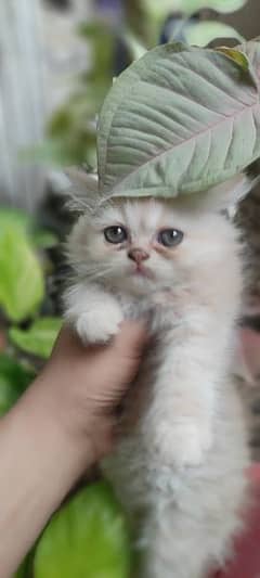 Beautiful Kittens Punch face