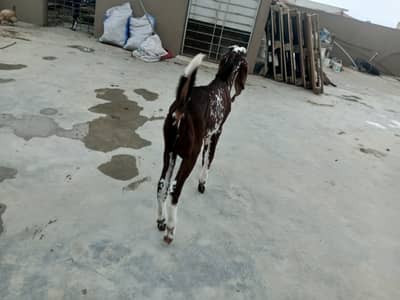 8 months, red makha cheeni kheera bakra - Goats - 1092170907