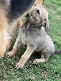 German shepherd pair