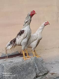 pair herra breed