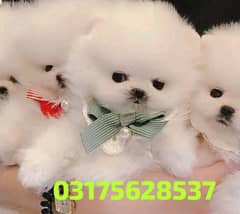 Pomeranian puppies 03175628537