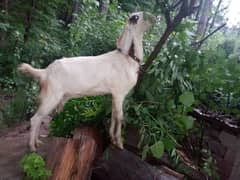 Beetal bakri / goats / bakra / gaot for sale