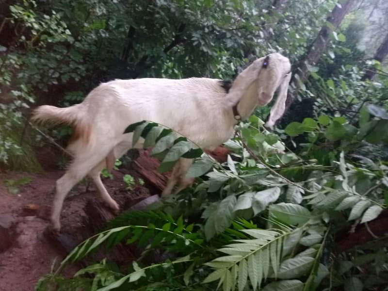 Beetal bakri / goats / bakra / gaot for sale 1