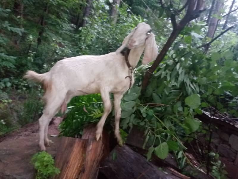 Beetal bakri / goats / bakra / gaot for sale 2