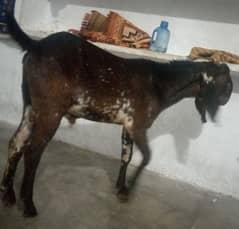 2 bakra for sale ha (03329545506)