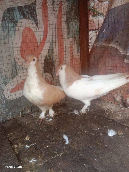 Bredar pair available 0