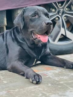 Labra DoG Male 4 Sale Age 2 years Urgent sale