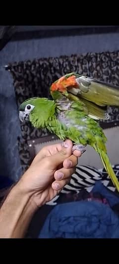 mini macaw