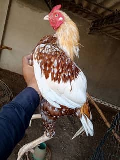 asil Murgha Mian Wali Pure Breed