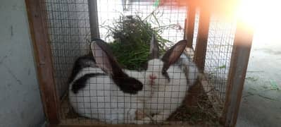 couple rabbits