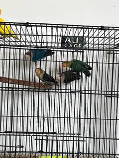 lovebirds breeder Pairs for sale