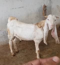 gulabi Goat | kamori bakra | teddy Bakri | Bakra | goat for sale