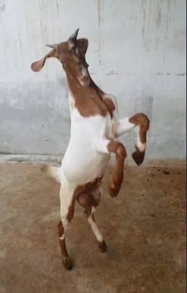 gulabi Goat | kamori bakra | teddy Bakri | Bakra | goat for sale 2