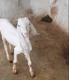 gulabi Goat | kamori bakra | teddy Bakri | Bakra | goat for sale 3