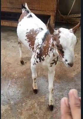 gulabi Goat | kamori bakra | teddy Bakri | Bakra | goat for sale 6