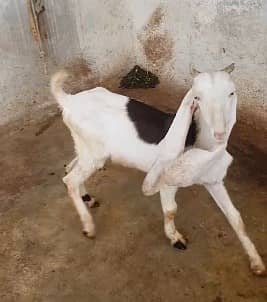 gulabi Goat | kamori bakra | teddy Bakri | Bakra | goat for sale 7