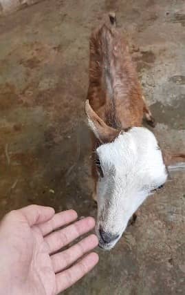 gulabi Goat | kamori bakra | teddy Bakri | Bakra | goat for sale 10