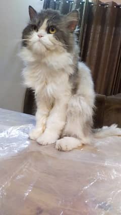 Persian cat