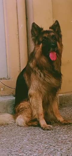 German shephered long coat pedigree male available for Stud